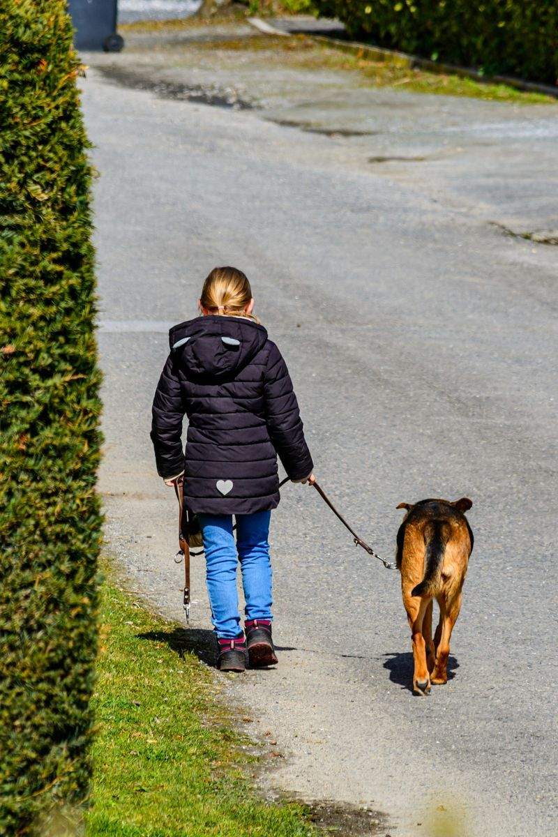 Derfor er faste rutiner viktige for hunder